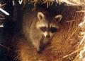 14raccoona.jpg 3.5K
